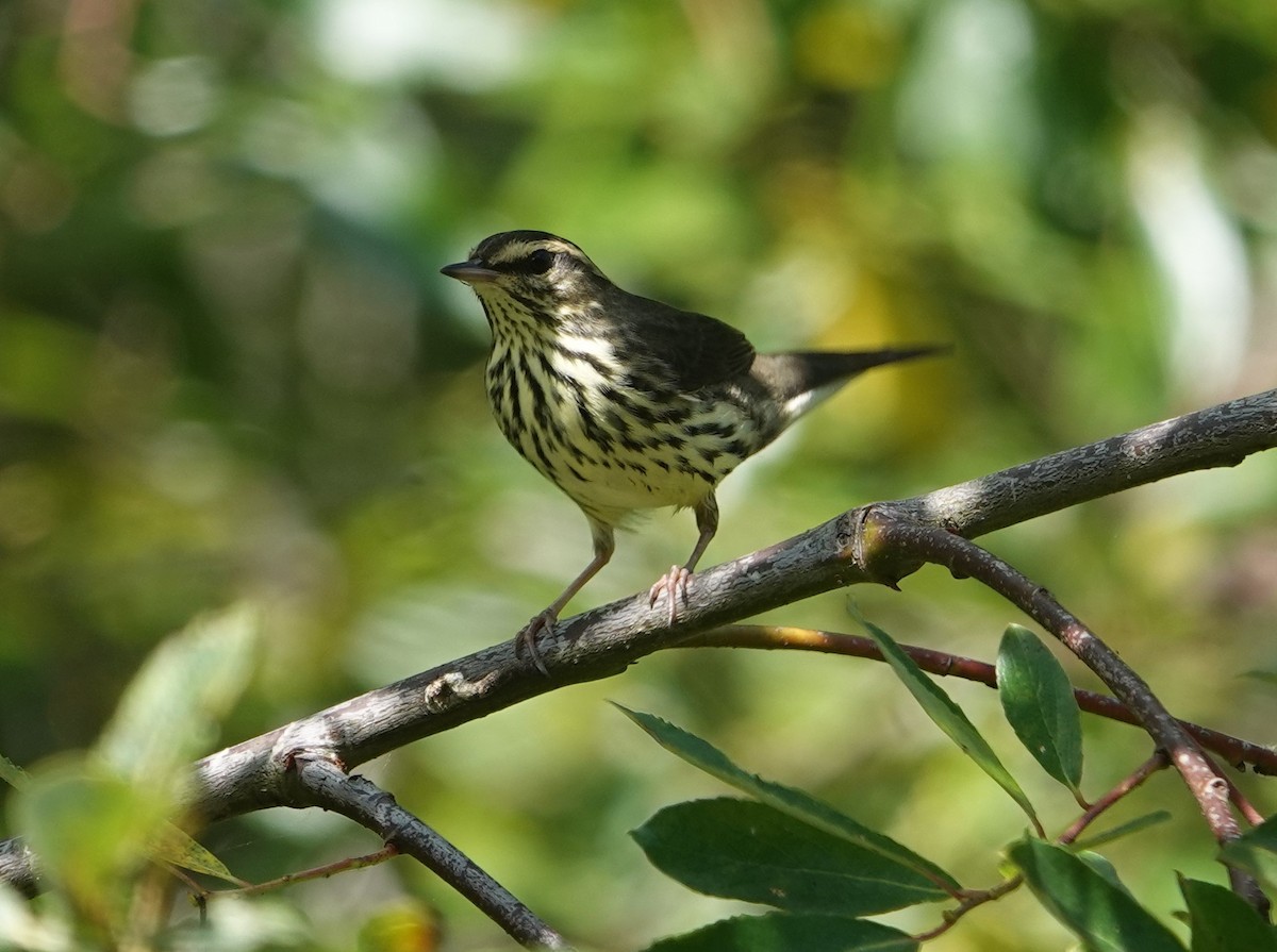 Northern Waterthrush - ML642295542