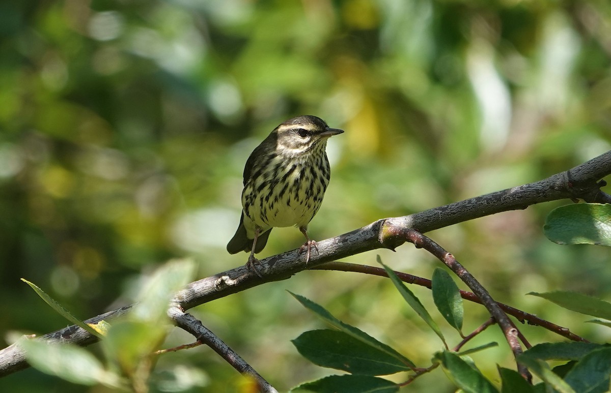 Northern Waterthrush - ML642295543