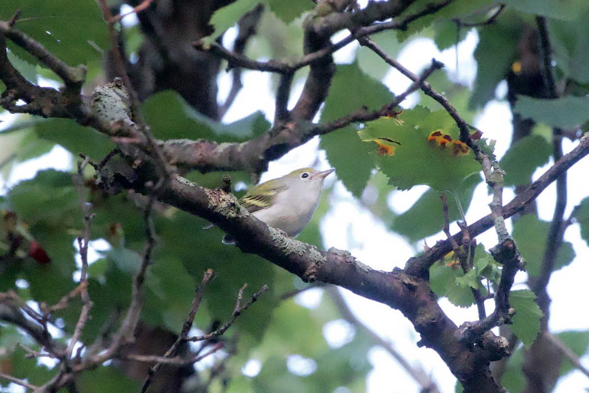 Chestnut-sided Warbler - ML642295545