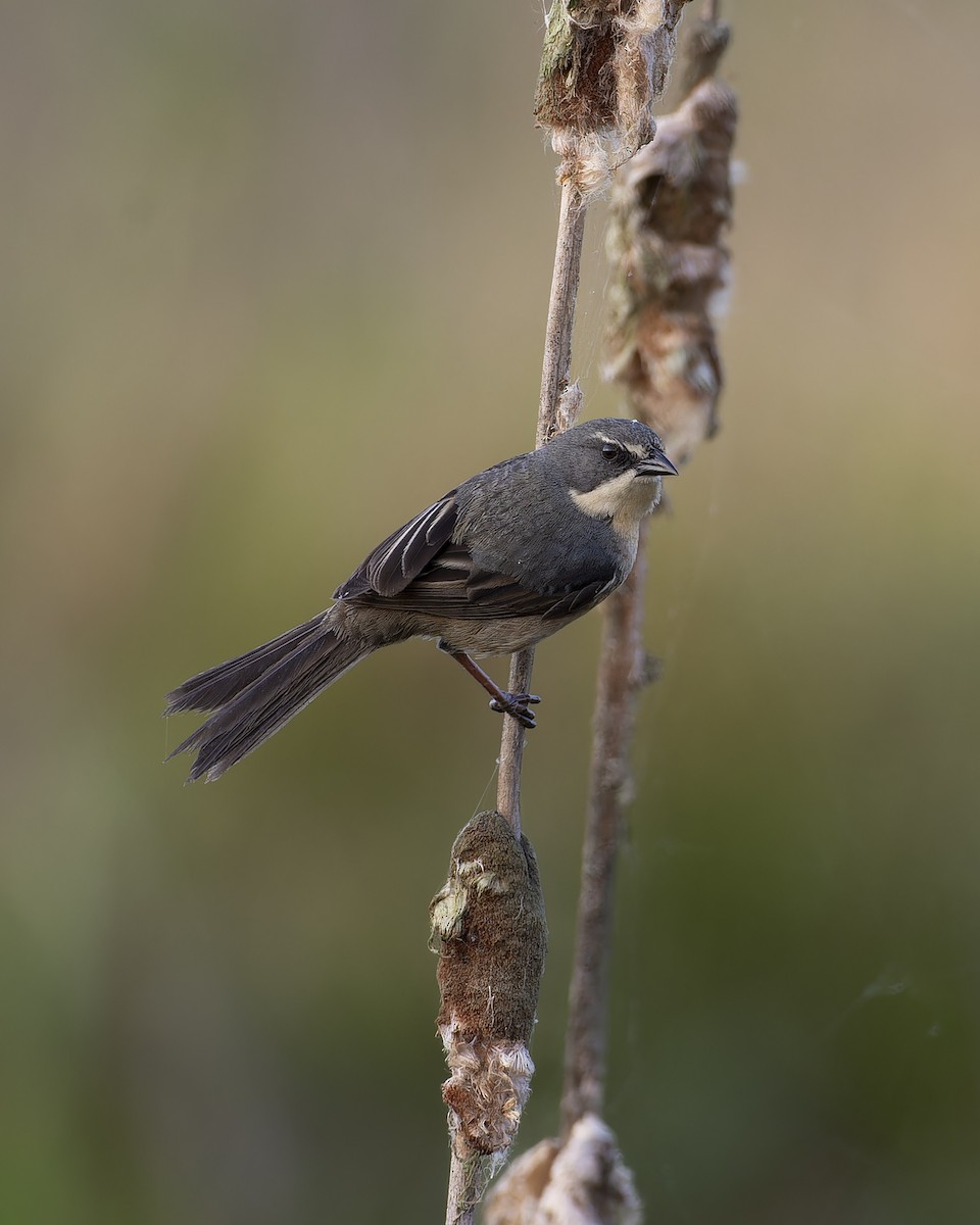 Long-tailed Reed Finch - ML642295573