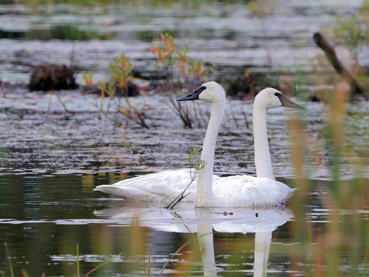 Trompeterschwan - ML642295584