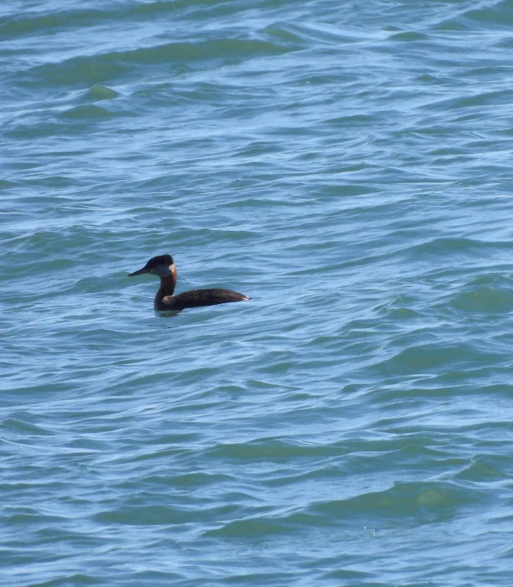 Red-necked Grebe - ML642295585