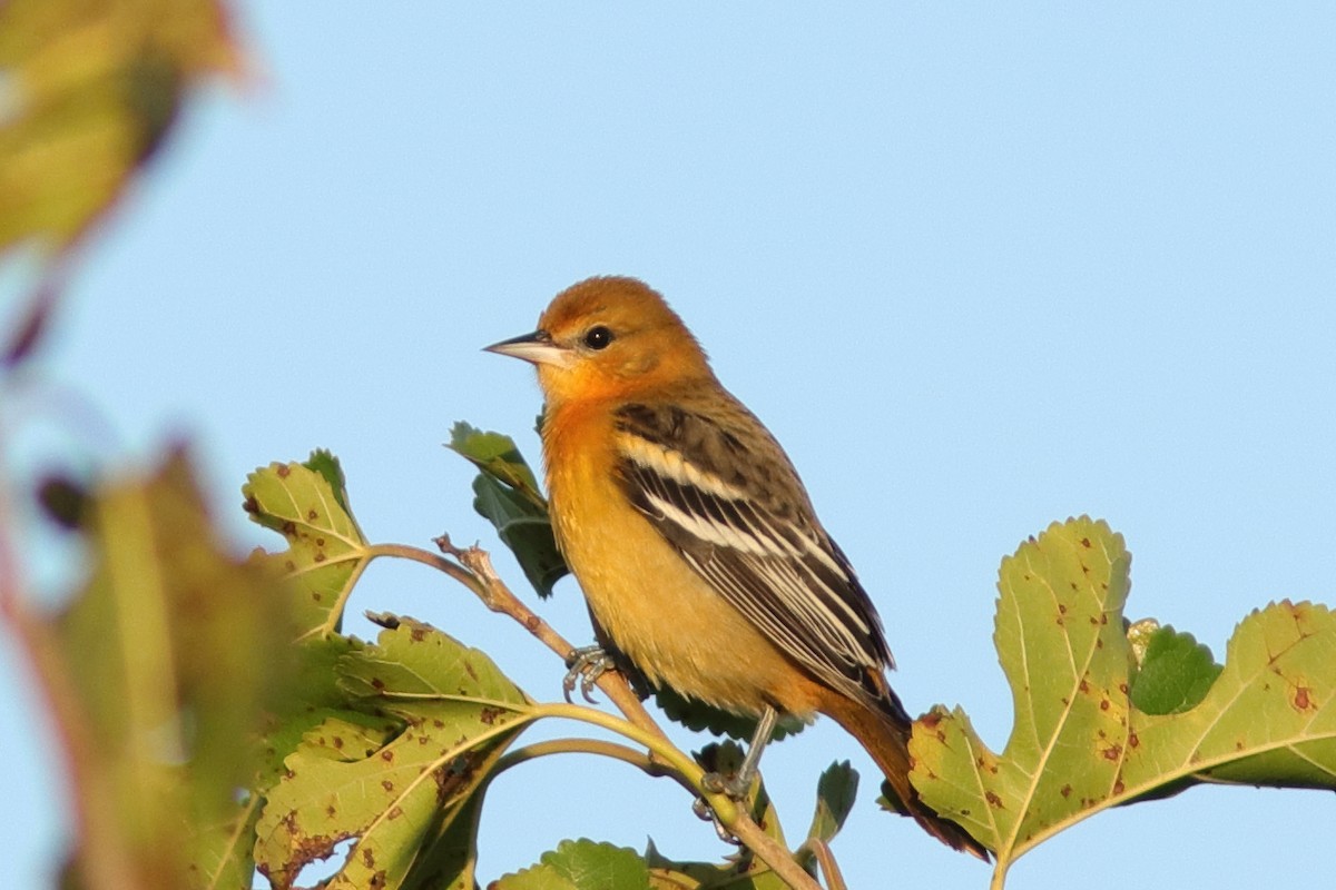 Baltimore Oriole - ML642295586