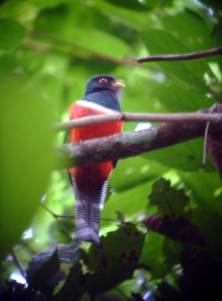 Collared Trogon - ML642295605