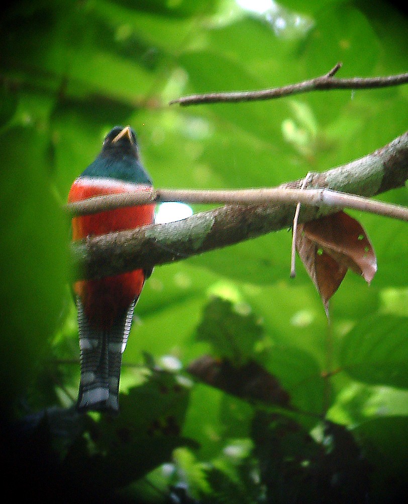 Collared Trogon - ML642295620