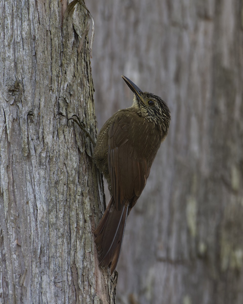 Planalto Woodcreeper - ML642295626