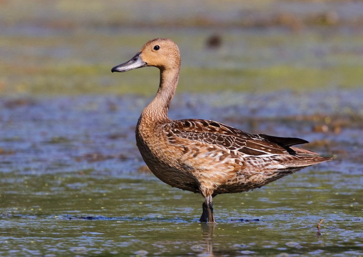 Northern Pintail - ML642295727
