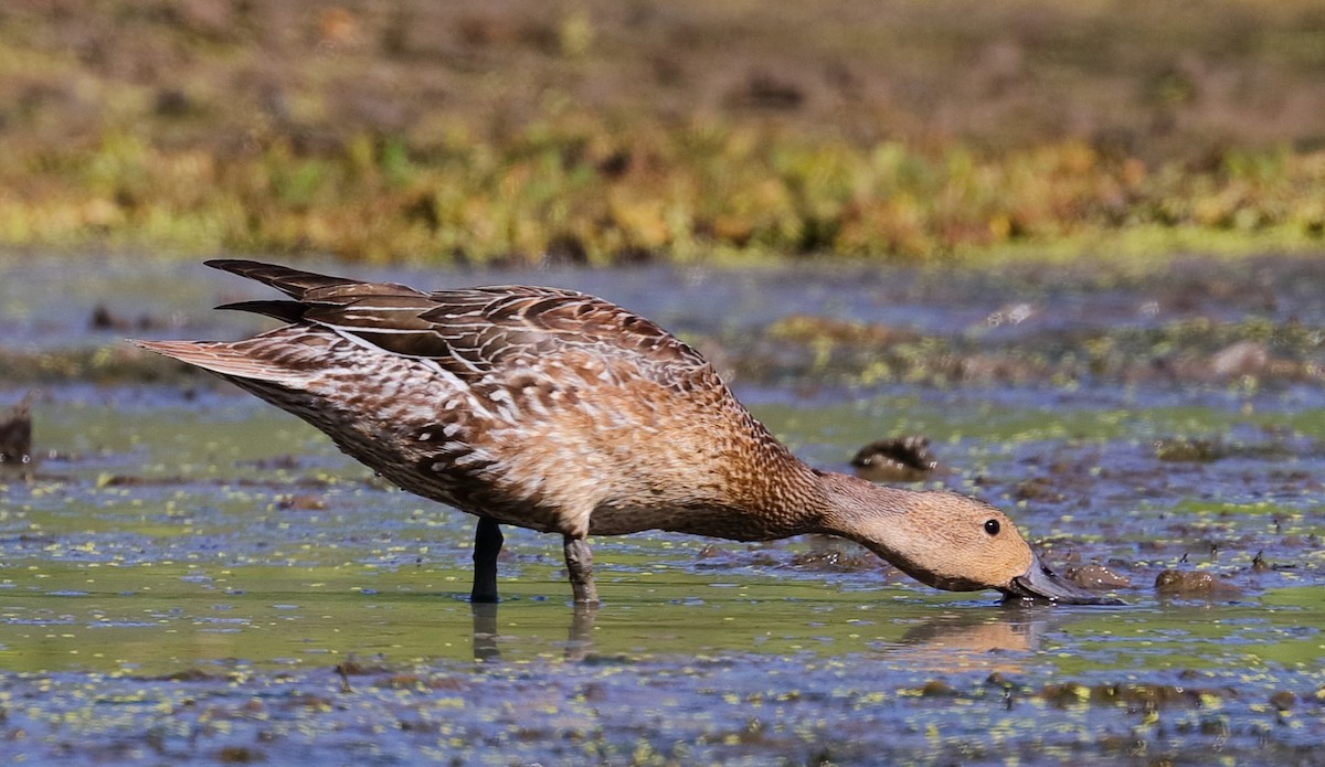 Northern Pintail - ML642295728