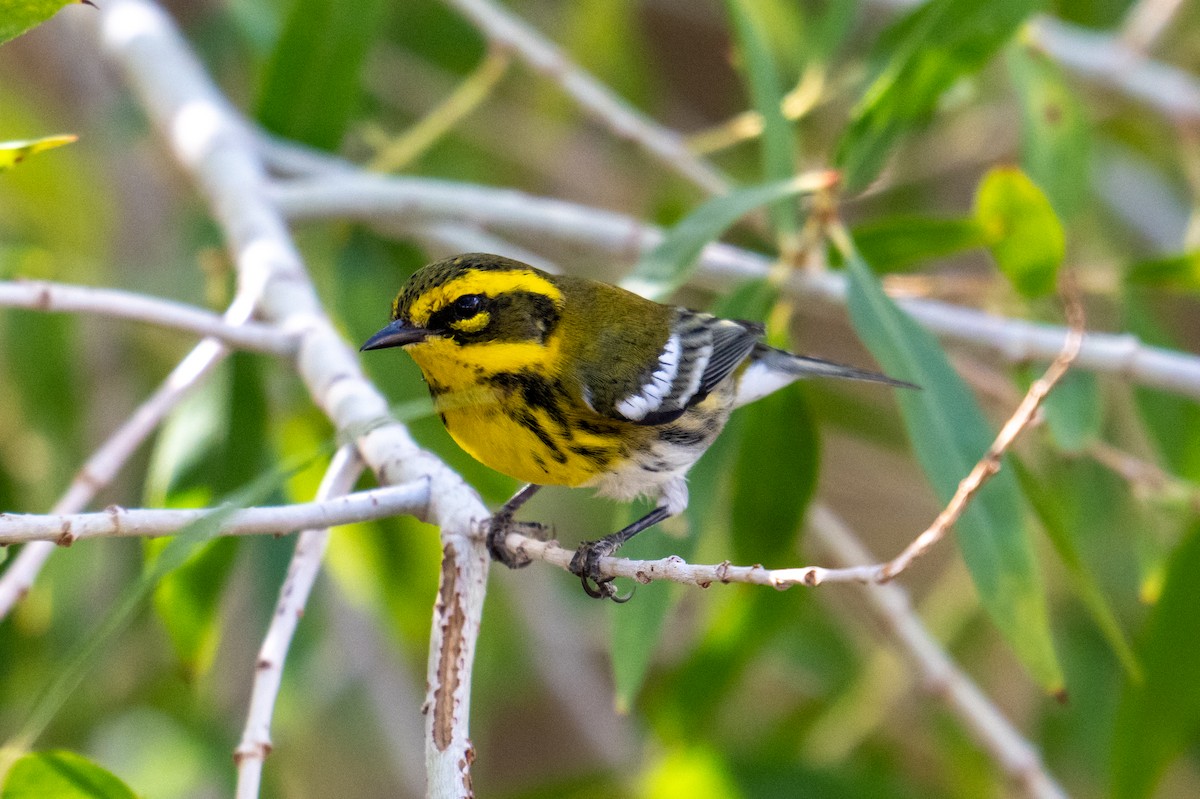 Townsend's Warbler - ML642295747