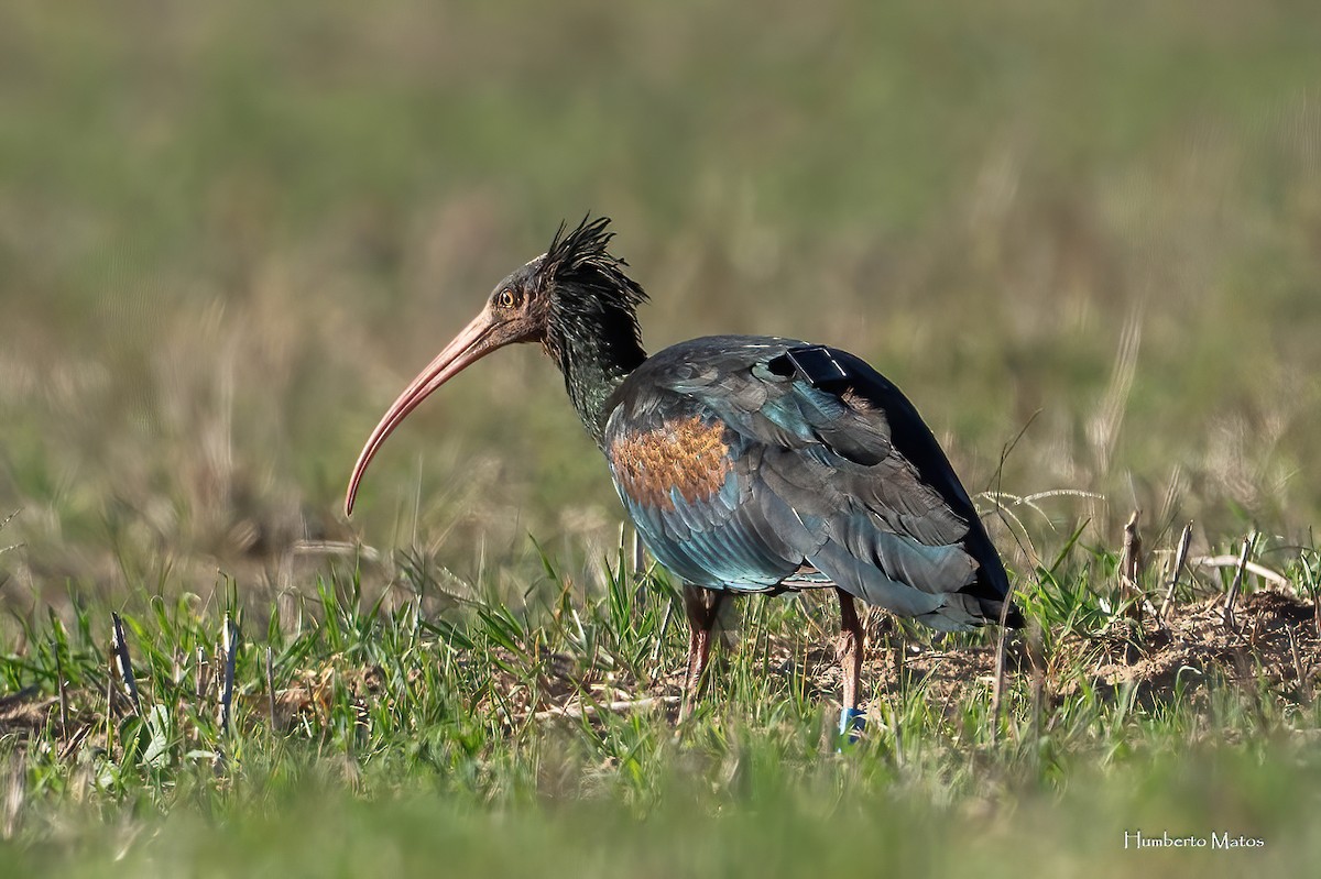Northern Bald Ibis - ML642295757