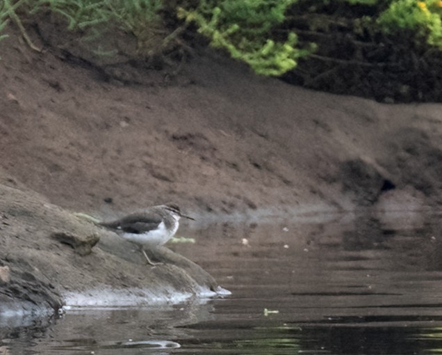 Spotted Sandpiper - ML642295758