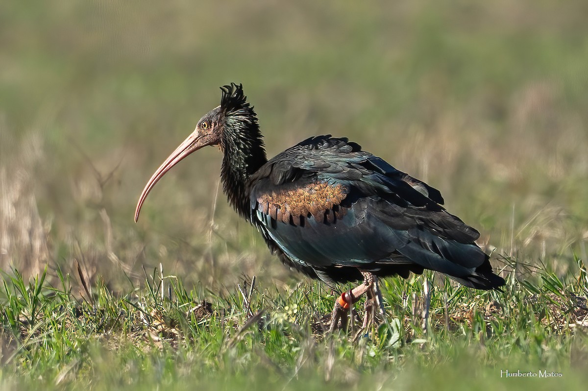Northern Bald Ibis - ML642295759