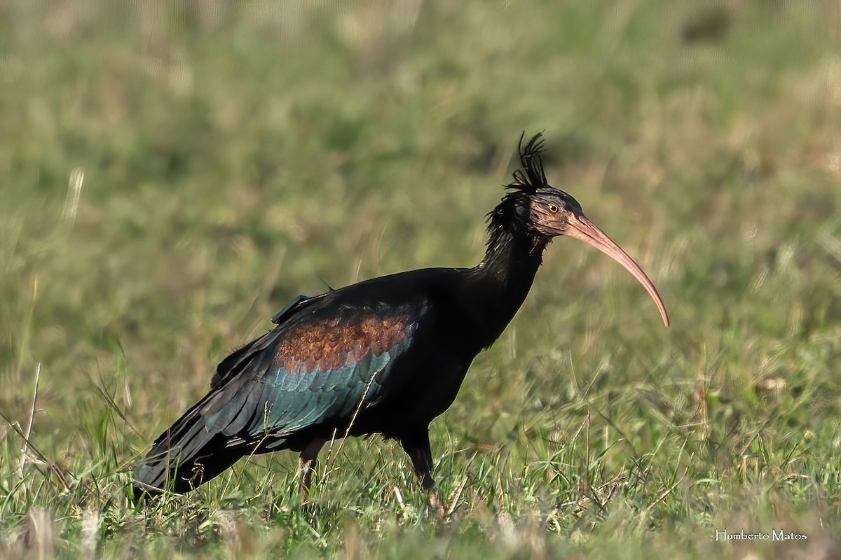 Northern Bald Ibis - ML642295769