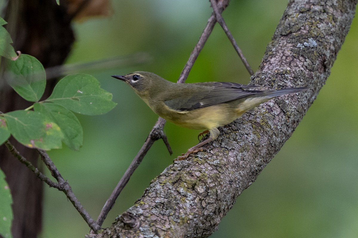 Black-throated Blue Warbler - ML642295770