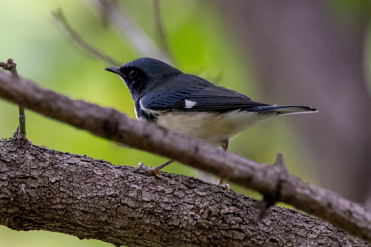 Black-throated Blue Warbler - ML642295771
