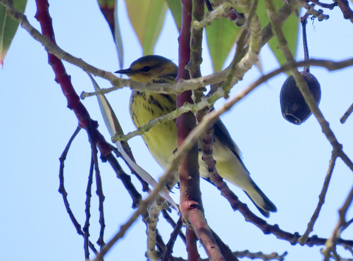 Cape May Warbler - ML642295773