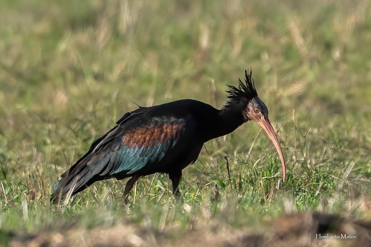 Northern Bald Ibis - ML642295785