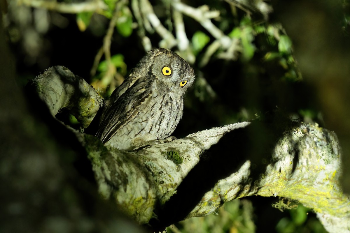 Western Screech-Owl - ML642295786