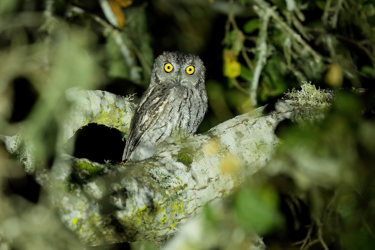 Western Screech-Owl - ML642295787
