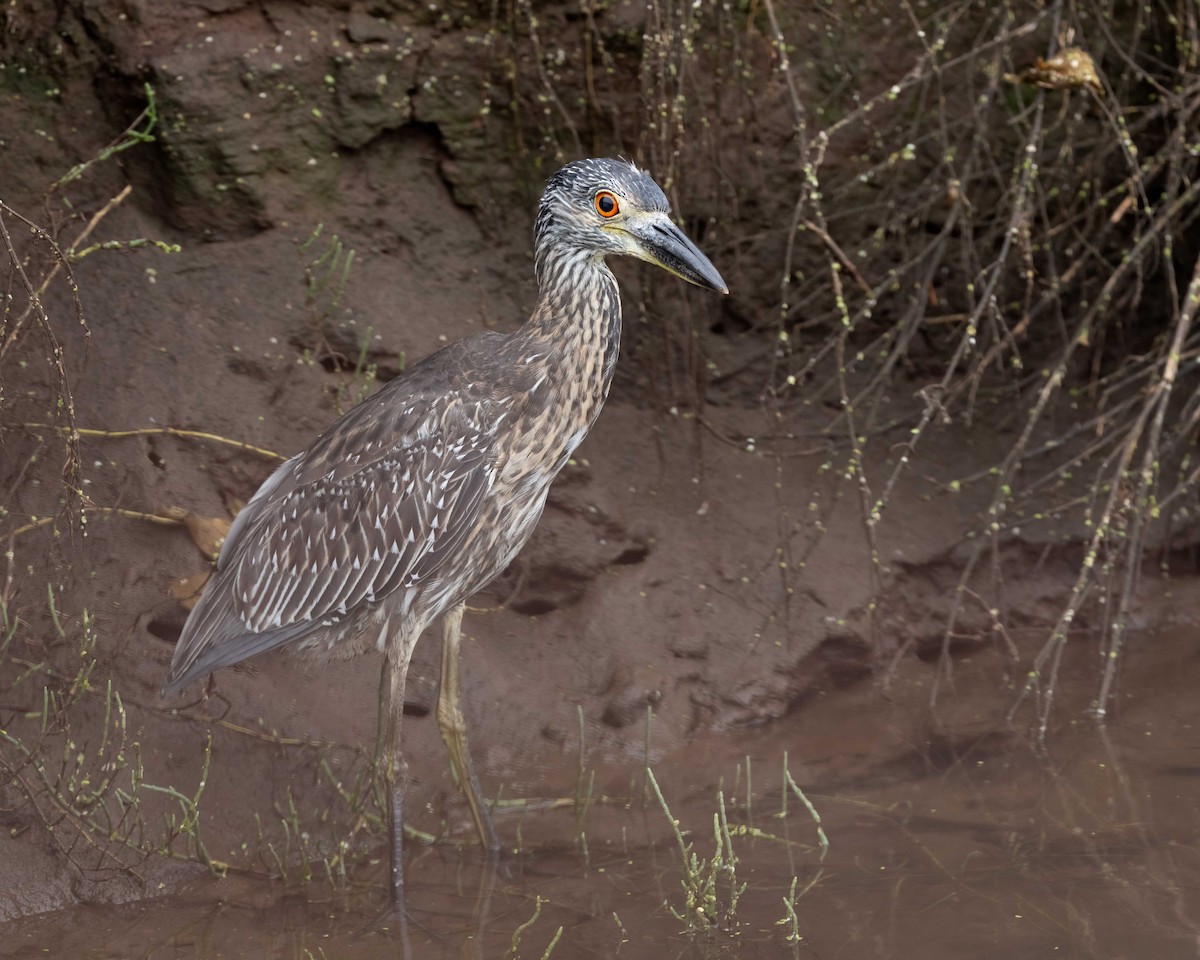 Yellow-crowned Night Heron - ML642295797