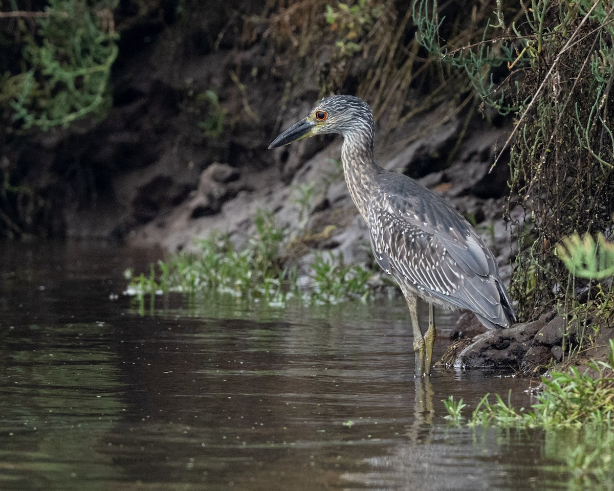 Yellow-crowned Night Heron - ML642295798