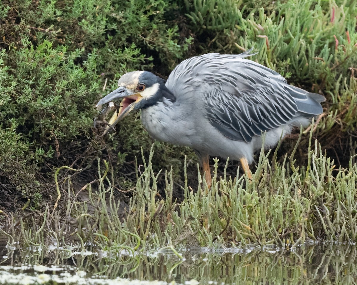 Yellow-crowned Night Heron - ML642295799