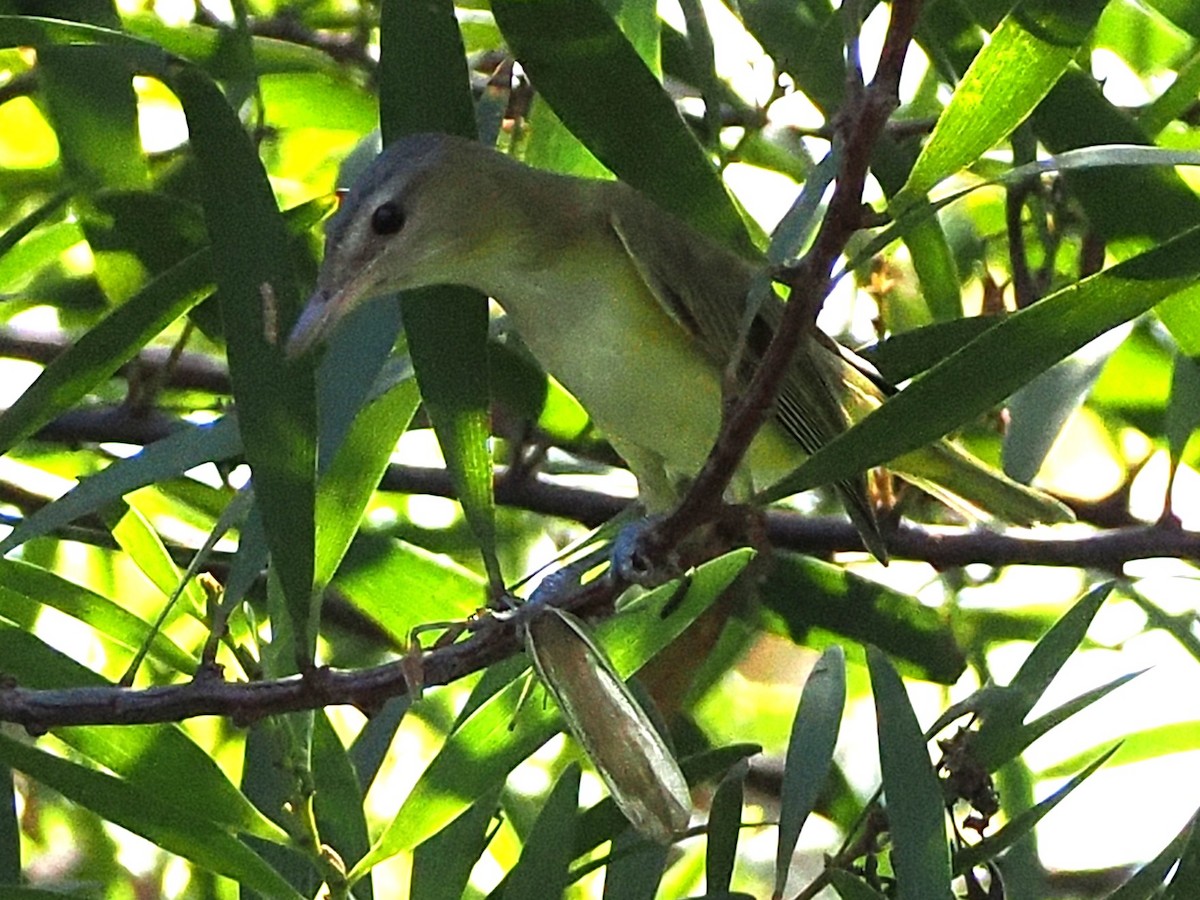 Yellow-green Vireo - ML642295805