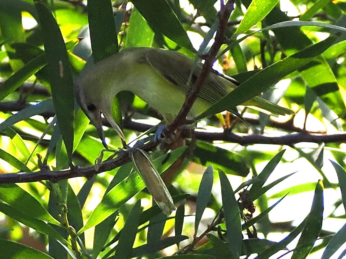 Yellow-green Vireo - ML642295806