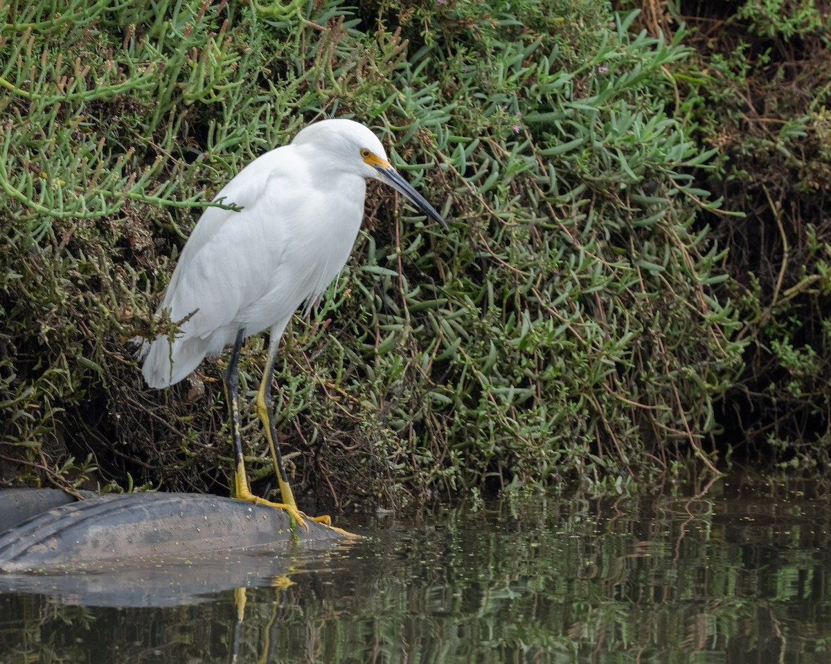 Snowy Egret - ML642295812