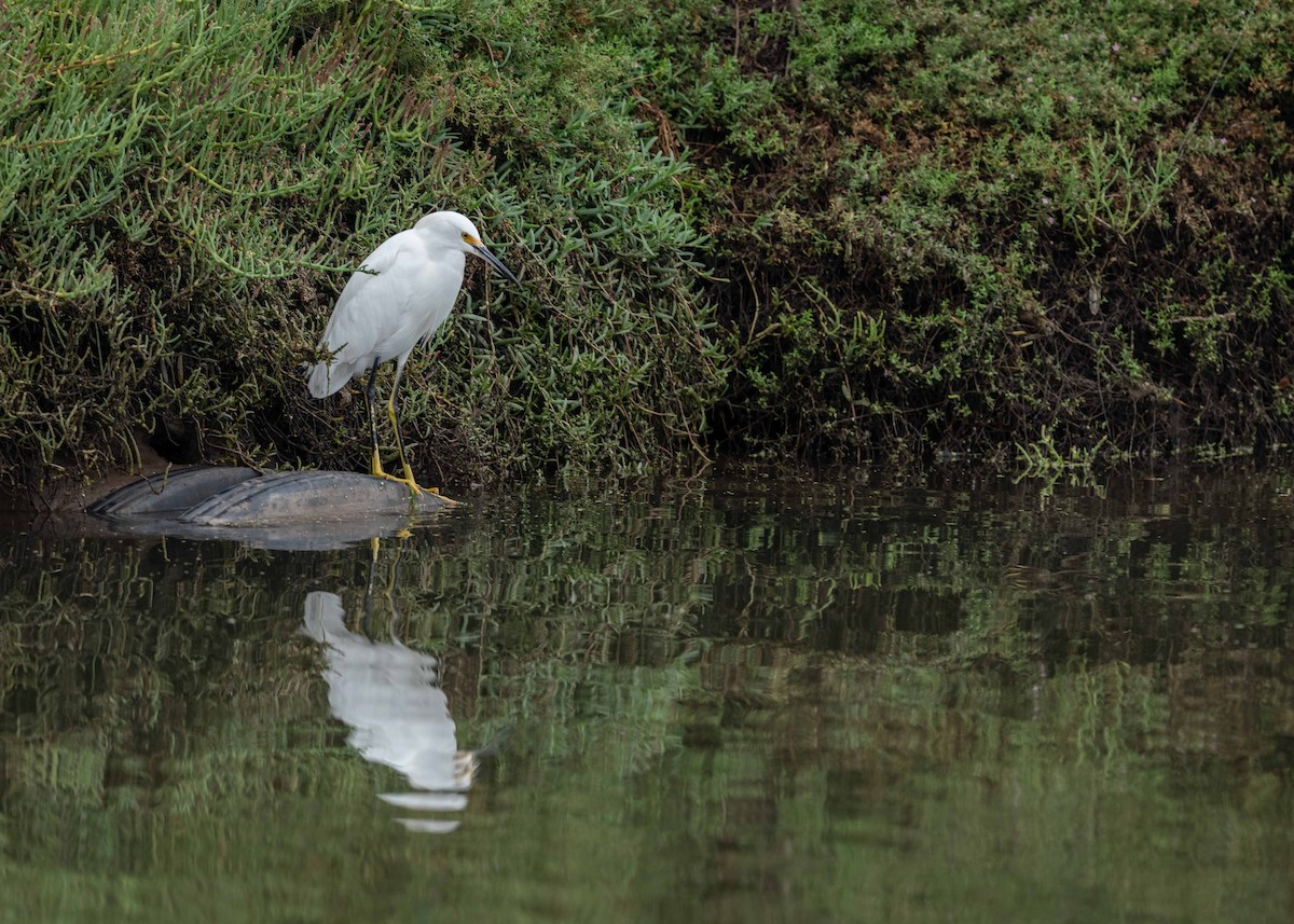 Snowy Egret - ML642295813