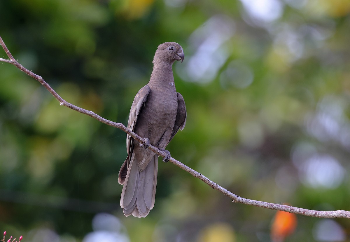 Seychelles Parrot - ML642295817