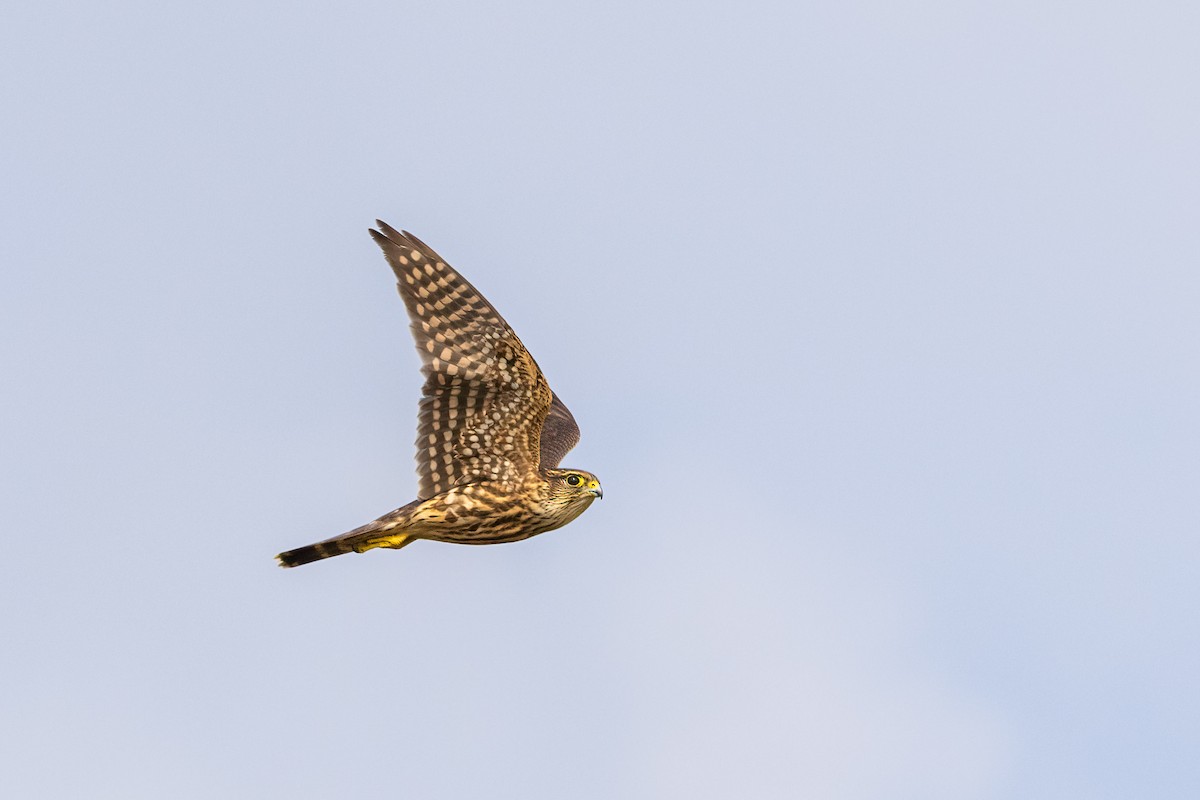 Smeriglio - ML642295827