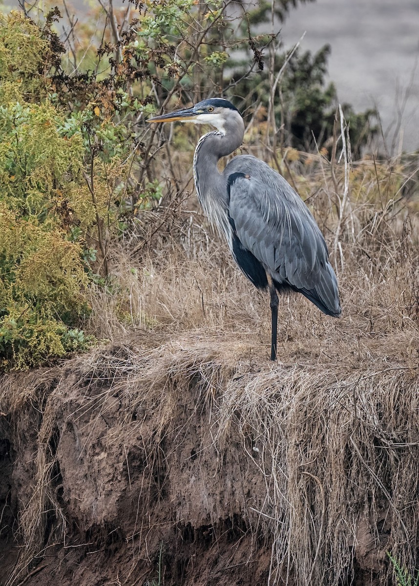 Great Blue Heron - ML642295830