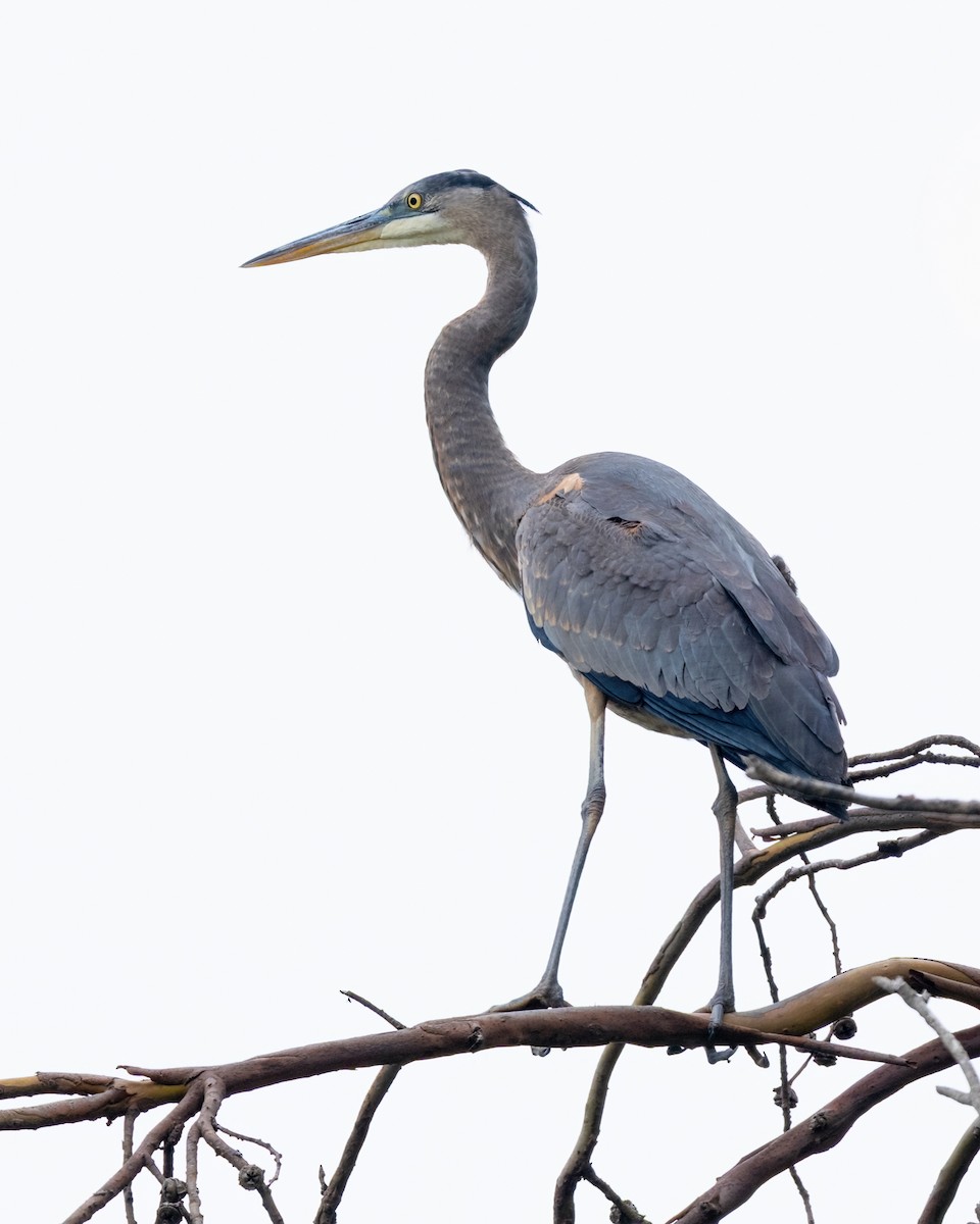 Great Blue Heron - ML642295831