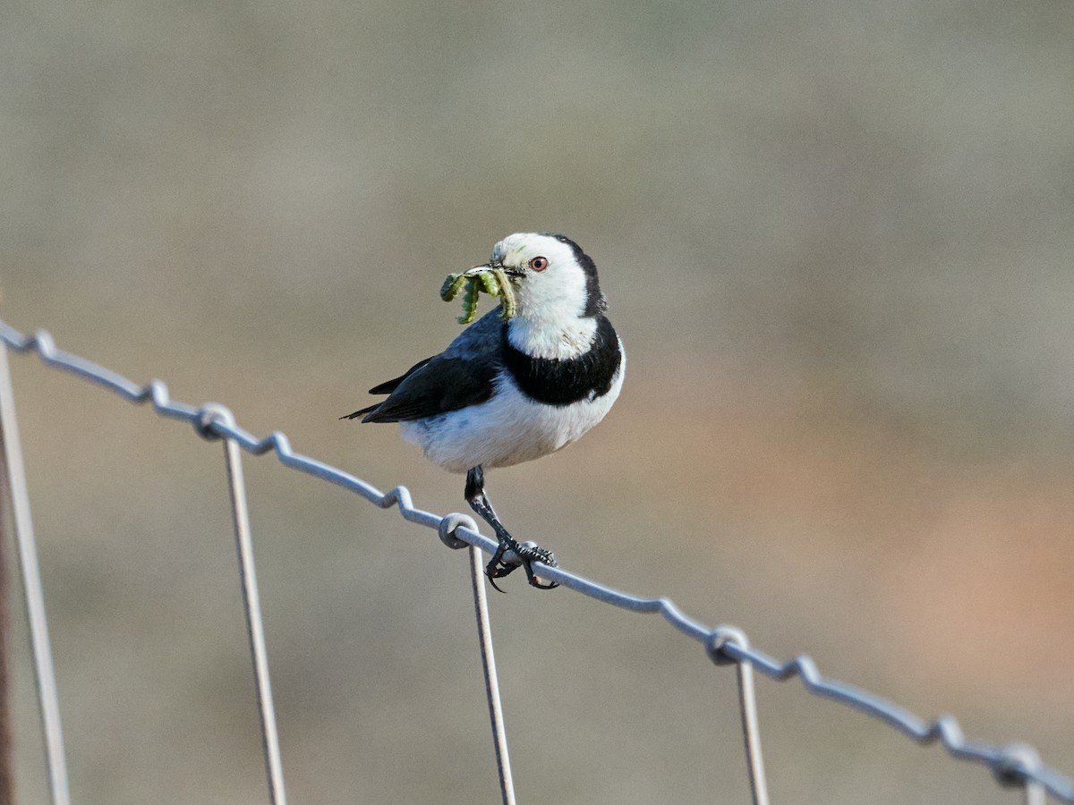 White-fronted Chat - ML642295832