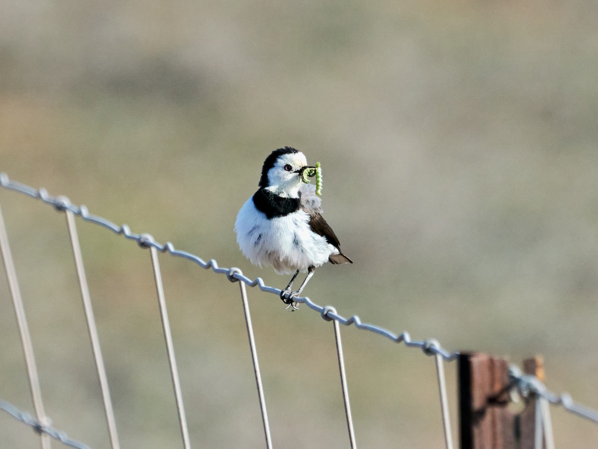 White-fronted Chat - ML642295833