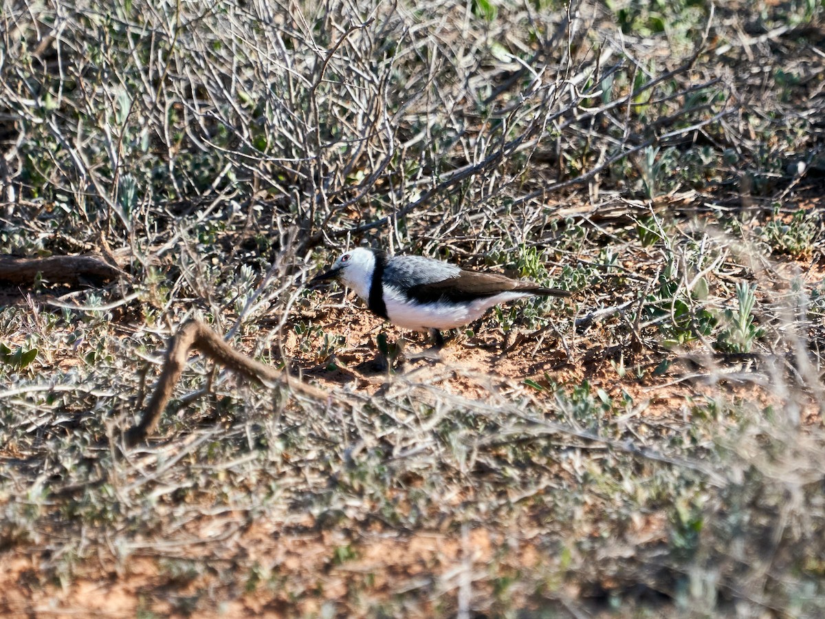 White-fronted Chat - ML642295834