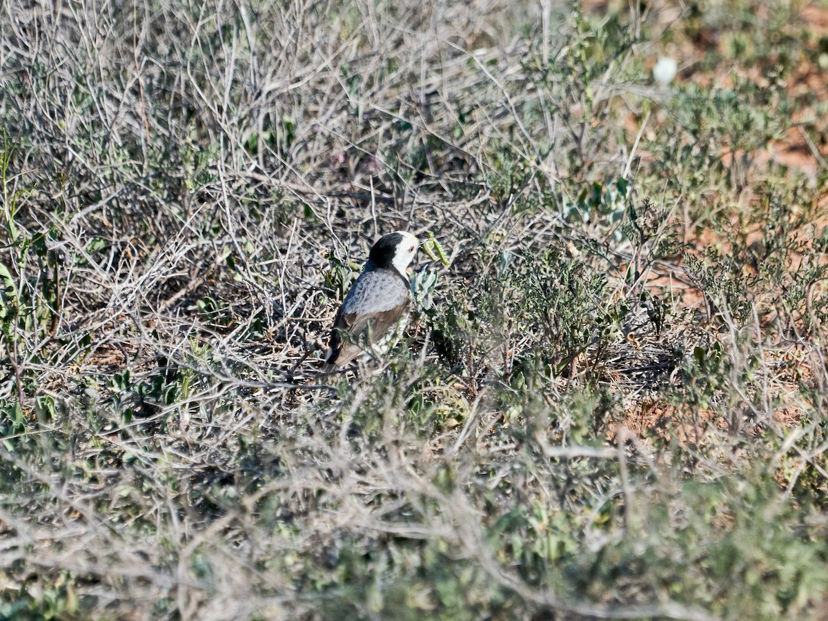 White-fronted Chat - ML642295837