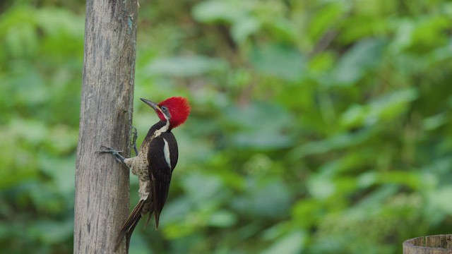 Lineated Woodpecker - ML642295839