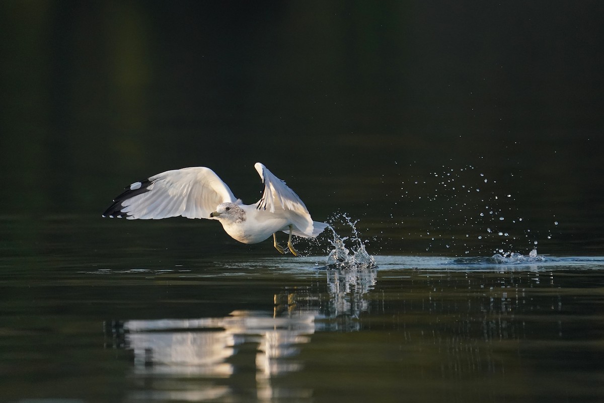 Ring-billed Gull - ML642295840