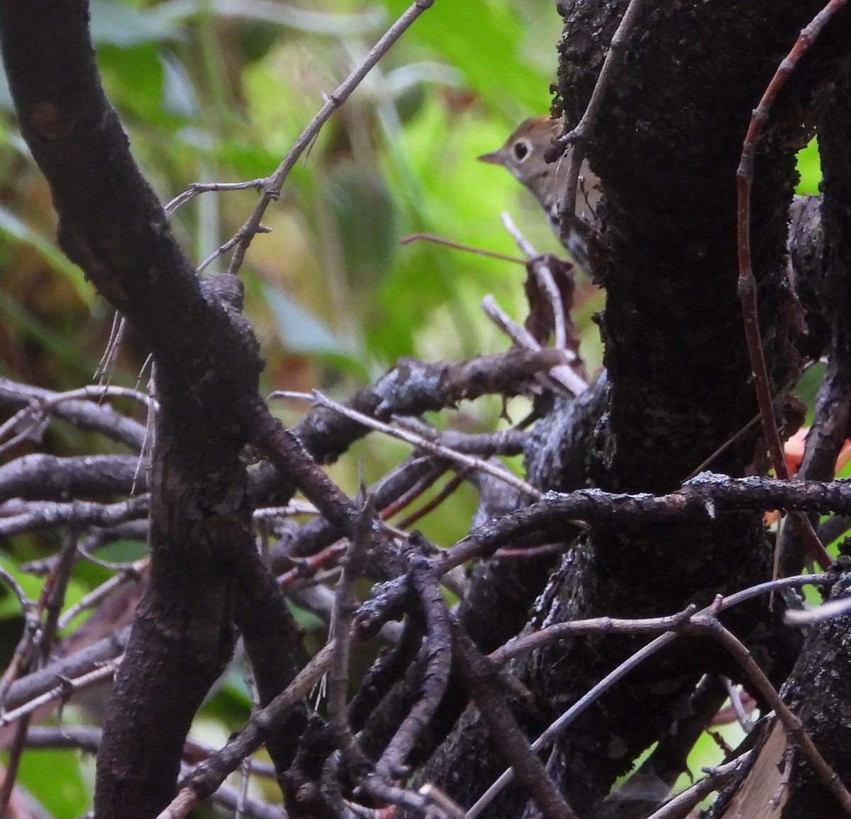 Ovenbird - ML642295841