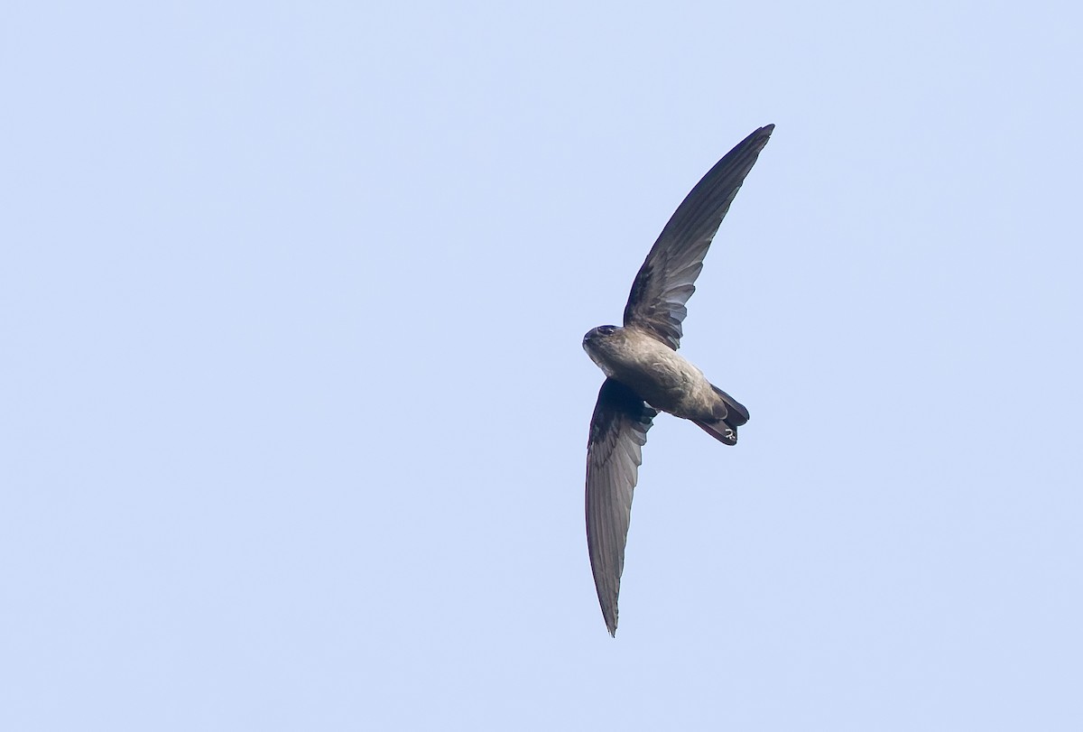 Seychelles Swiftlet - ML642295842