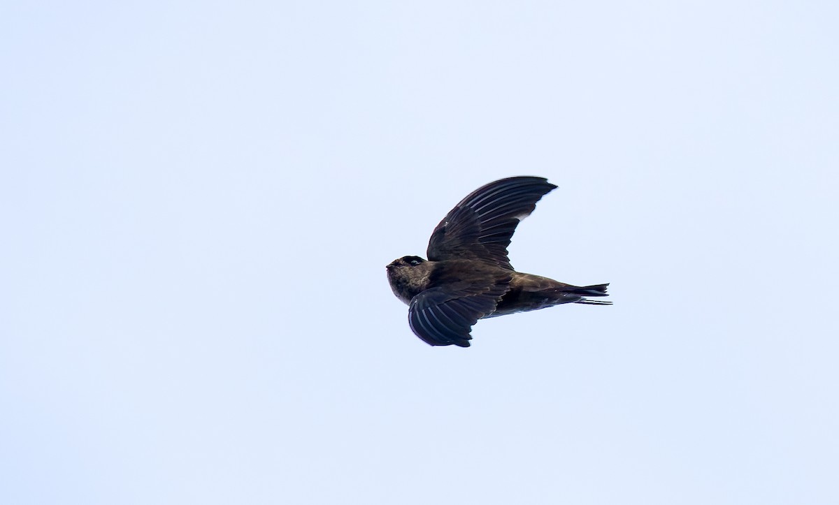 Seychelles Swiftlet - ML642295843