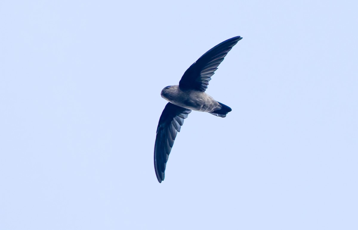Seychelles Swiftlet - ML642295846