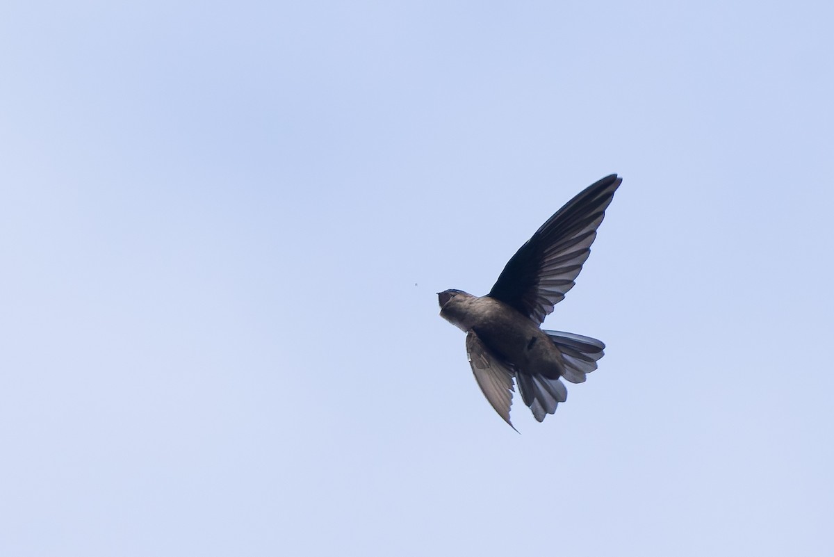 Seychelles Swiftlet - ML642295847