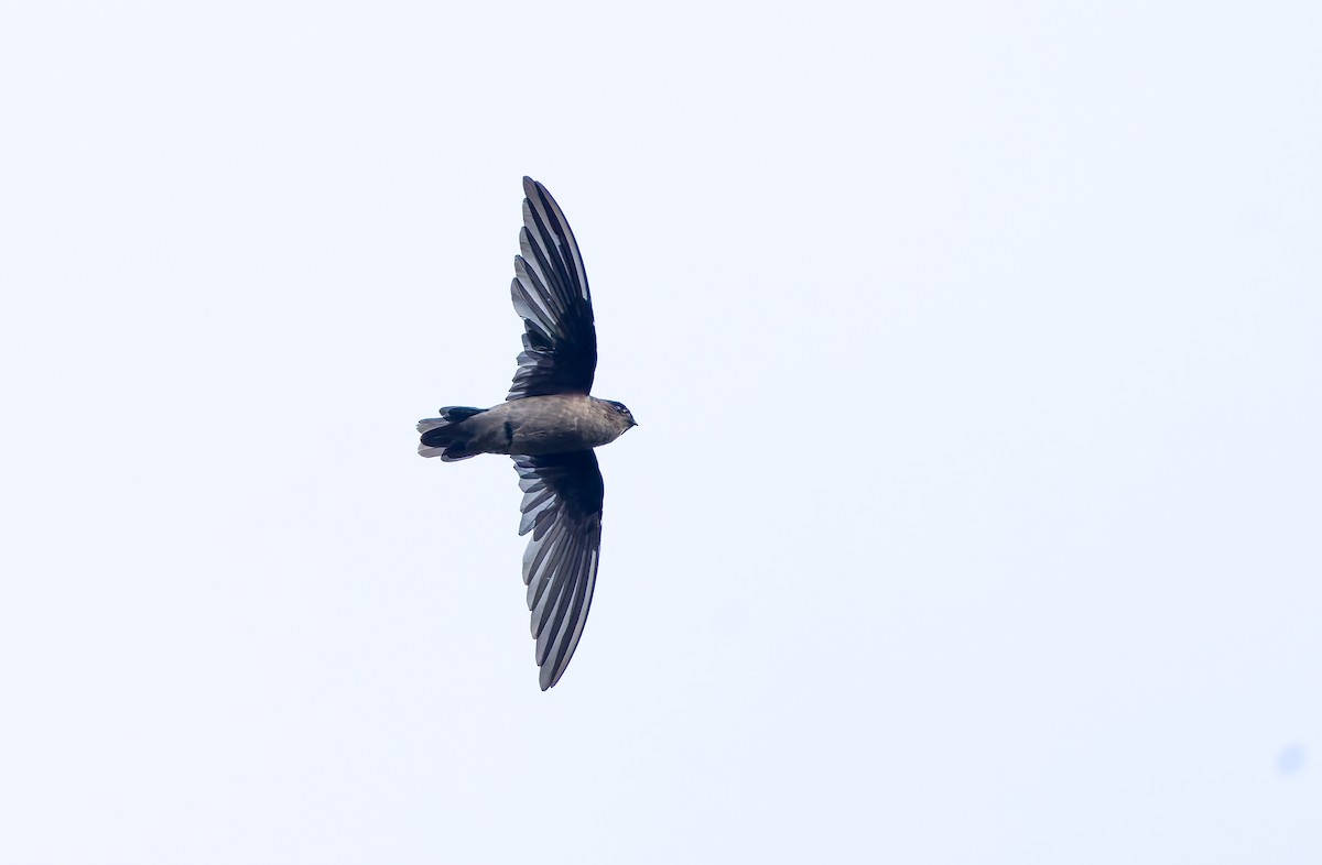 Seychelles Swiftlet - ML642295848