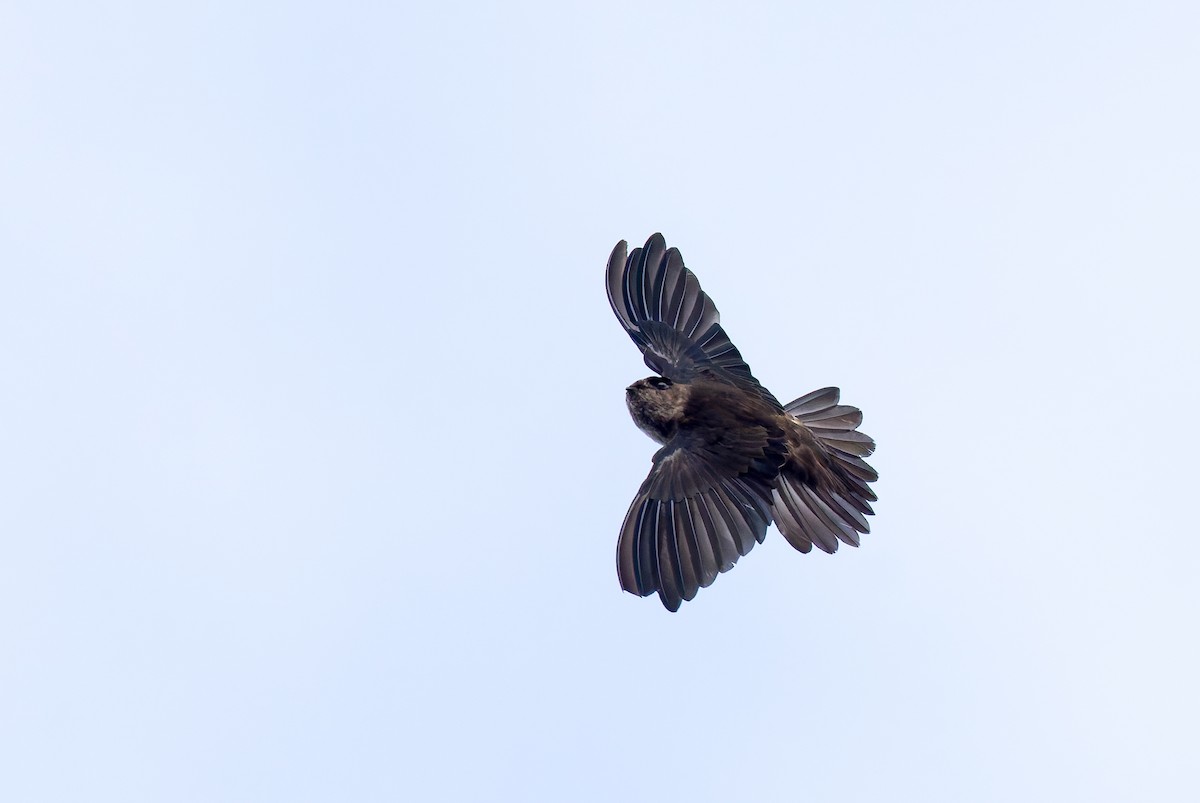 Seychelles Swiftlet - ML642295849