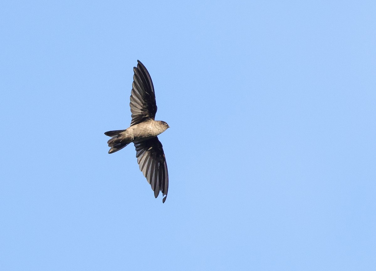 Seychelles Swiftlet - ML642295850