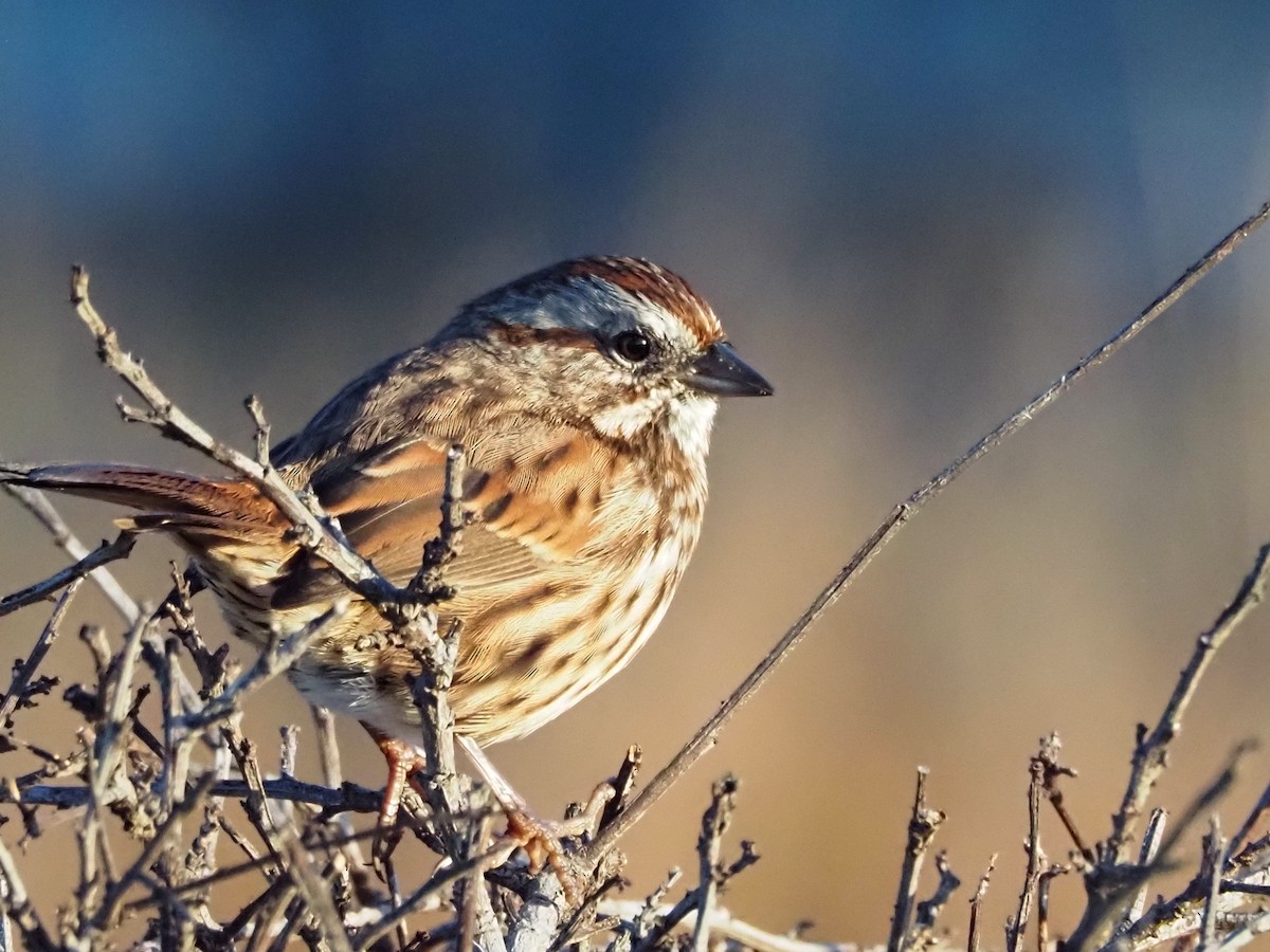 Song Sparrow - ML642295851