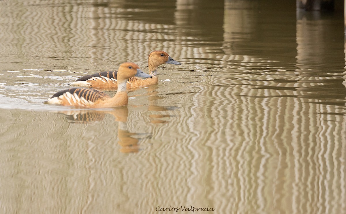 Fulvous Whistling-Duck - ML642295859